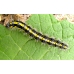 Scarlet Tiger Moth dominula 10 larvae 